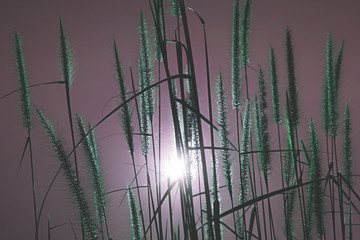 Canvas Print - Background of red evening flower meadow green grass natural texture Bottom corner in Phuket Thailand