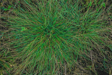 green grass natural background texture  top view at phuket thailand