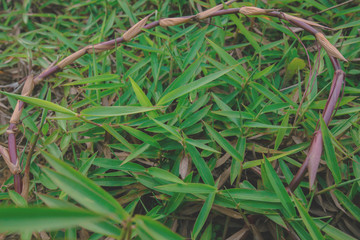 Canvas Print - green grass natural background texture  top view at phuket thailand