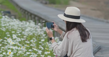 Sticker - Woman take photo on chamomile field