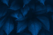 Bright blue leaves top view minimalistic background. Floral backdrop concept. Color of the summer 2019. Flower petals close up. Floristry hobby. Web banner, greeting card idea
