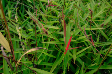 Canvas Print - green grass natural background texture  top view at phuket thailand