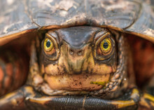 Close Up Of The Head Of A Box Turtle Staring At You With Yellow Eyes