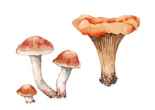 Set Of Four Mushrooms. Three Armillaria And One Chanterelle Mushroom. Watercolor On White Background.