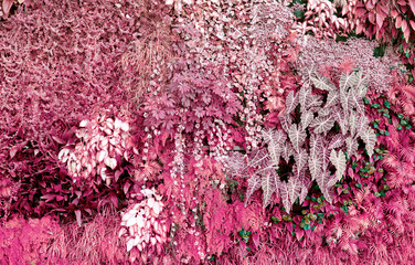 Wall with tropical plants. Nature pink background.