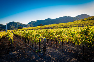 A vineyard in central California