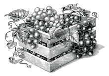 Antique Engraving Illustration Of Organic Grapes In The Basket Black And White Clip Art Isolated On White Background,organic Grapes Branding Inspiration