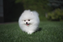 Little Beautiful Funny White Dog German Spitz Puppy On Green Grass Runs Plays And Sits
