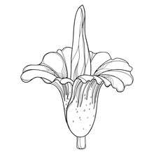 Outline Tropical Amorphophallus Titanum Or Titan Arum Or Corpse Flower In Black Isolated On White Background. Ornate Contour Rare Amorphophallus Plant For Summer Design Or Coloring Book.