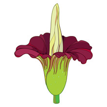 Outline Tropical Amorphophallus Titanum Or Titan Arum Or Corpse Flower In Burgundy Red Isolated On White Background.