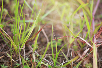 Canvas Print - Green grass background in front garden, Textures Green tone in Phuket Thailand