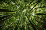 Fototapeta Na ścianę - Bamboo forest of Hana, Maui