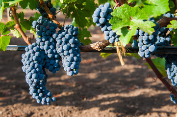 Vineyards at sunset in autumn harvest