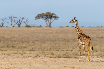 Wall Mural - Masai giraffe walking through the grasslands of Amboseli