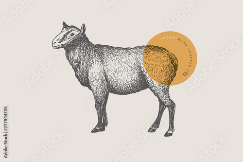 Cuadros en Lienzo Graphic hand-drawn sheep on a light background