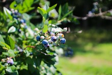 Wild Maine Blueberries On The Bush