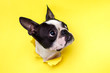 Dog breed Boston Terrier pushes his face into a paper hole yellow.