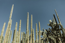 Tall Skinny Straight Cacti Rising Into Blue Sky In Sunny Mexico