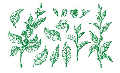 Wall Mural - Botanical set. Vector shape of tea buch, leaf