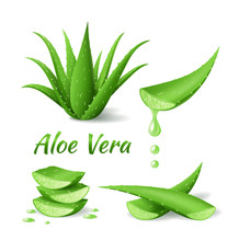 Set Of Aloe Vera, Realistic Green Plant, Leaves And Cut Pieces