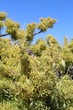 PONDERING OF PERITOMA, botanically Peritoma Arborea, commonly Bladderpod, Southern Mojave Desert Native, visualize in Joshua Tree National Park, ponder this unusual variety, may be a hybrid, 060919.