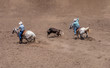 Team Roping at a Rodeo. A calf is between two riders on white horses. The rider on the left has lassoed the calf's horns. The other rider is swinging a blue lasso. 