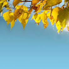 Yellow Autumn Leaves And Blue Sky As Background
