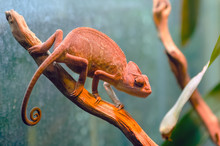 Reptile, Red Chameleon Crawling On A Branch