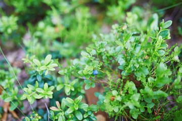 Closeup of various green plants and flowers growing in Finnish forests or countryside