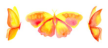 Watercolor Yellow Butterfly Set  Isolated On White Background. Hand Painted Illustration. 