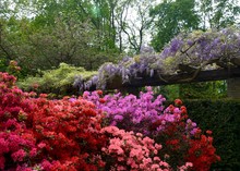 Spring Wisteria And Rhododendron Garden