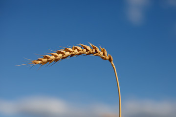 One ripe golden ear of rye bent under the weight of grains against a blue sky.