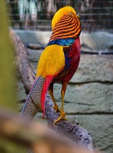 View Of A Golden Pheasant Multicolored Bird (Chrysolophus Pictus)