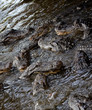 Alligator Feeding Frenzy