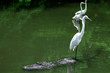 Egret on the Back of an Alligator / Florida Style 