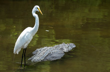 Egret On The Back Of An Alligator / Florida Style 