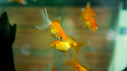 Goldfish swimming in the aquarium