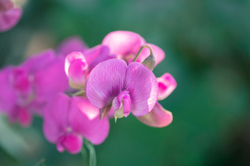 Wall Mural - wild sweet pea blooming pink purple 