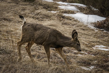 Beautiful Wild White-tail Deer In A Field Early Spring In East Of British Columbia.