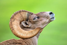 Bighorn Sheep Ram Againts Green Background 