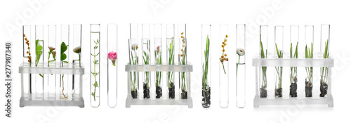 Laboratory test tubes with plants on white background
