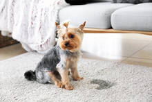Cute Dog Near Wet Spot On Carpet