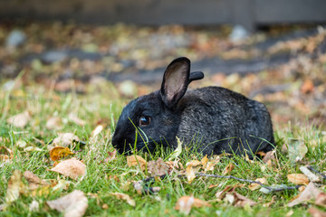 cute little black bunny eating grasses on the ground while staring at you