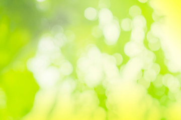 Natural Bokeh,blurred bokeh,abstract blur green color for background.