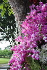 Orchid flowers are beautiful and colorful.