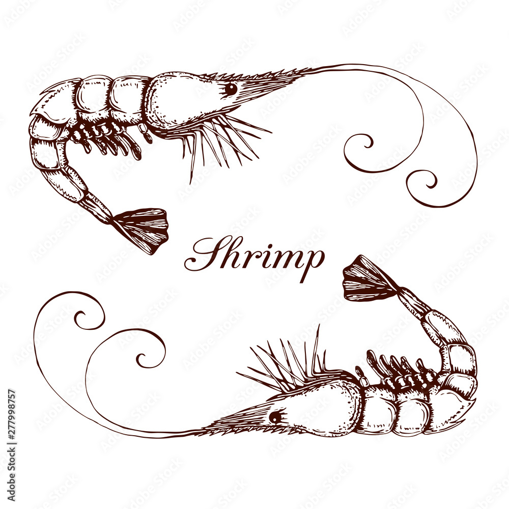 Prawn Line Drawing Ilustración de Stock Hand drawn engraved ink shrimp or prawn ...