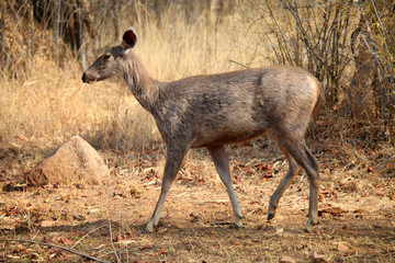 Wall Mural - Sambar deer, Rusa unicolor, Tadoba National Park, Chandrapur, Maharashtra, India