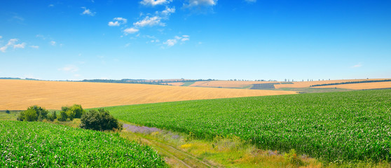 Wall Mural - Blue sky over corn field