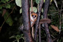 Night Portrait Of The Brown Mouse Lemur Microcebus Rufus Aka Eastern Rufous Or Russet In Ranomafana, Fianarantsoa, Madagascar