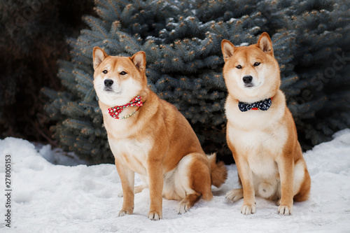 Shiba Inu Dog In Winter Kaufen Sie Dieses Foto Und Finden